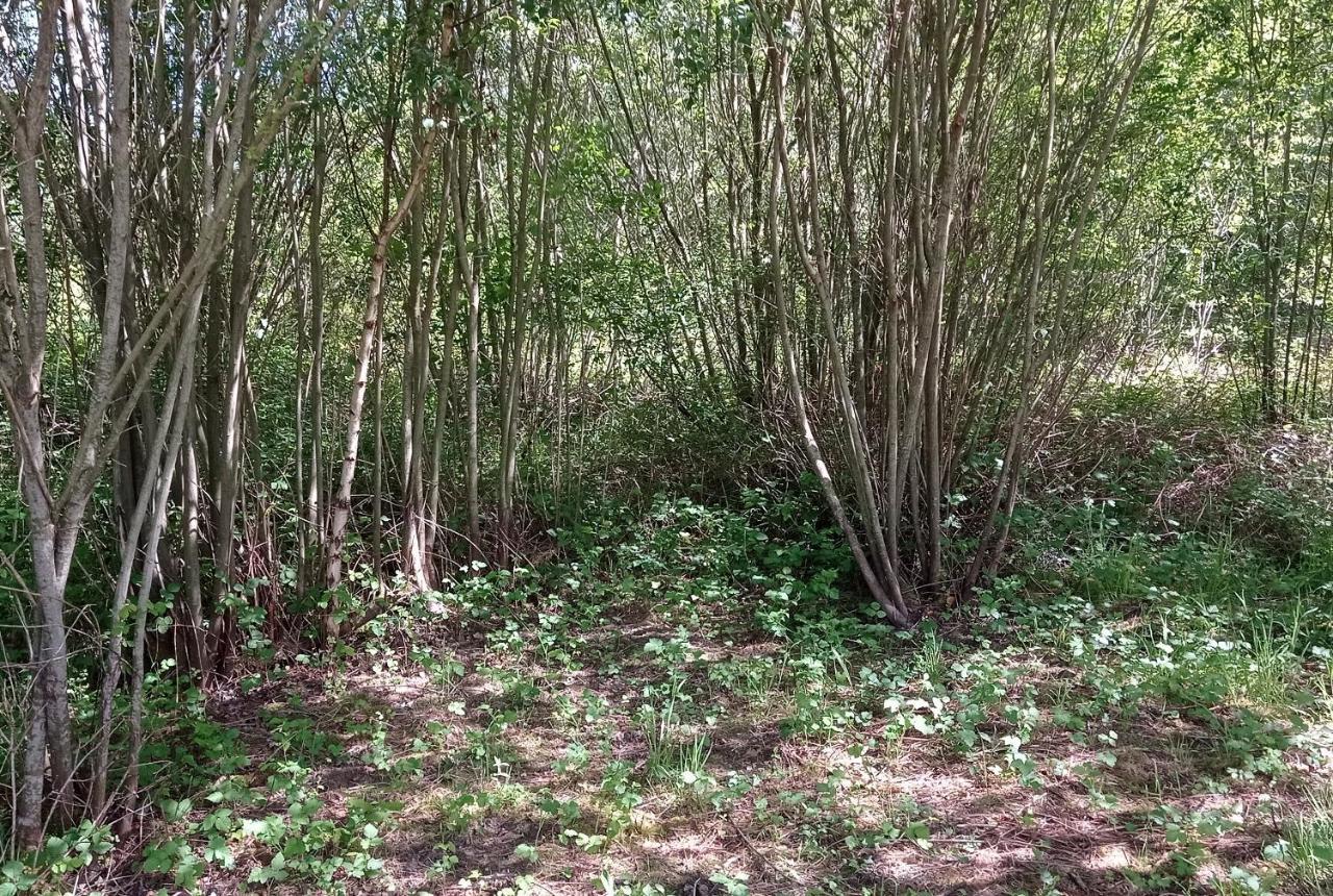 Tente Safari Lodge Dans Foret Luxuriante Vielle-Tursan Buitenkant foto